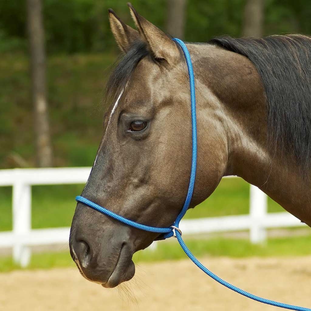 Busse Halfter Funktion 3-in-1